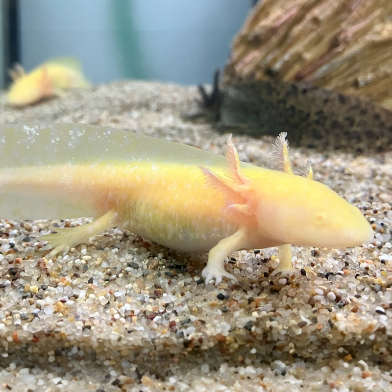 Axolotl - Ambystoma mexicanum "Albino"