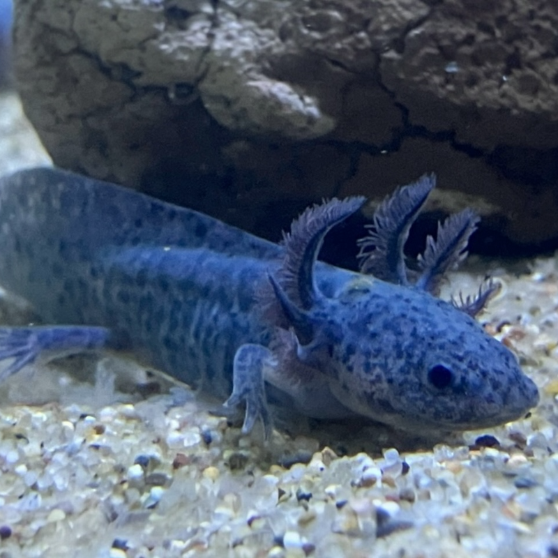 Axolotl - Ambystoma mexicanum "Grau/blau“