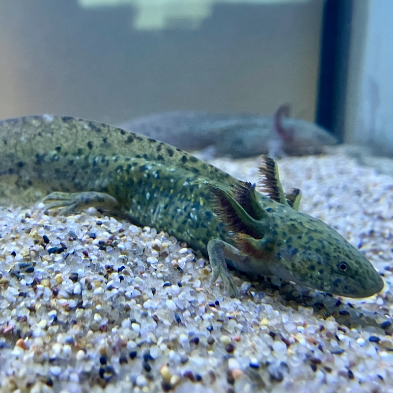 Axolotl - Ambystoma mexicanum "Grau/grün“