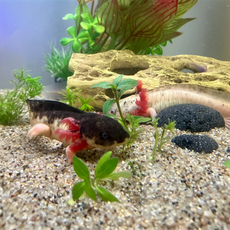 Axolotl - Ambystoma mexicanum "Harlekin PAAR“