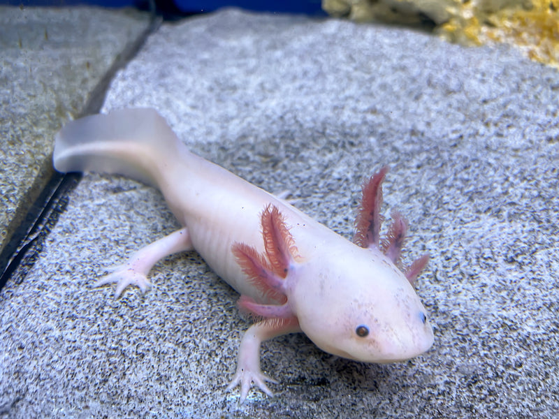 Axolotl - Ambystoma mexicanum "Weiss"