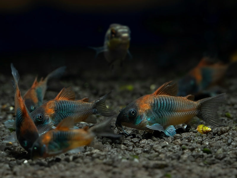 Oranger Venezuela Panzerwels - Corydoras aeneus "Orange Venezuela"