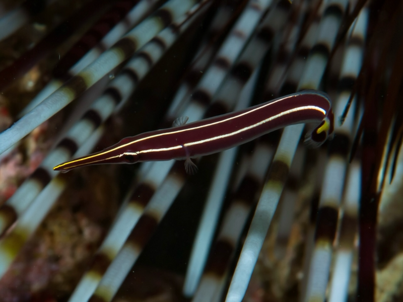 Gestreifter Schildbauch - Diademichthys lineatus