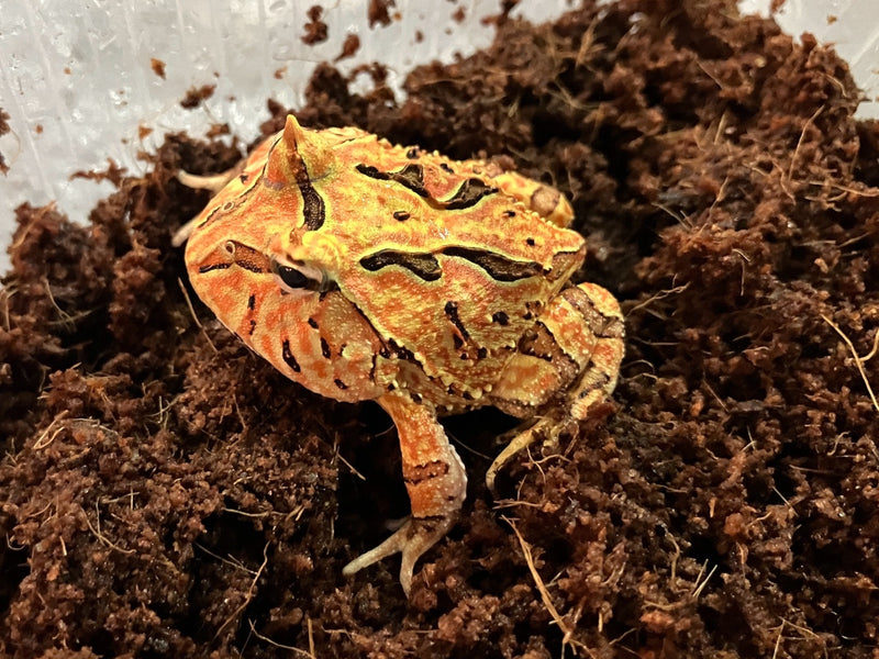 Schmuckhornfrosch - Ceratophrys cranwelli x cornuta (Fantasy Pacman-Frog) "Red"