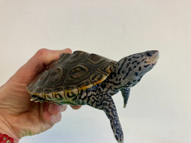 Diamantschildkröte - Malaclemys terrapin centrata "concentric" Originalfoto NZ23 Männchen