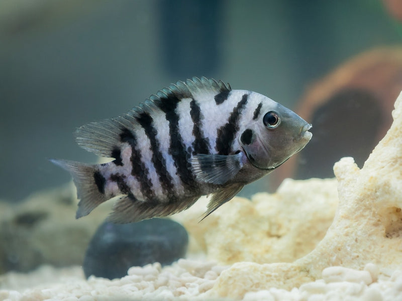 Zebrabuntbarsch - Cichlasoma nigrofasciatum