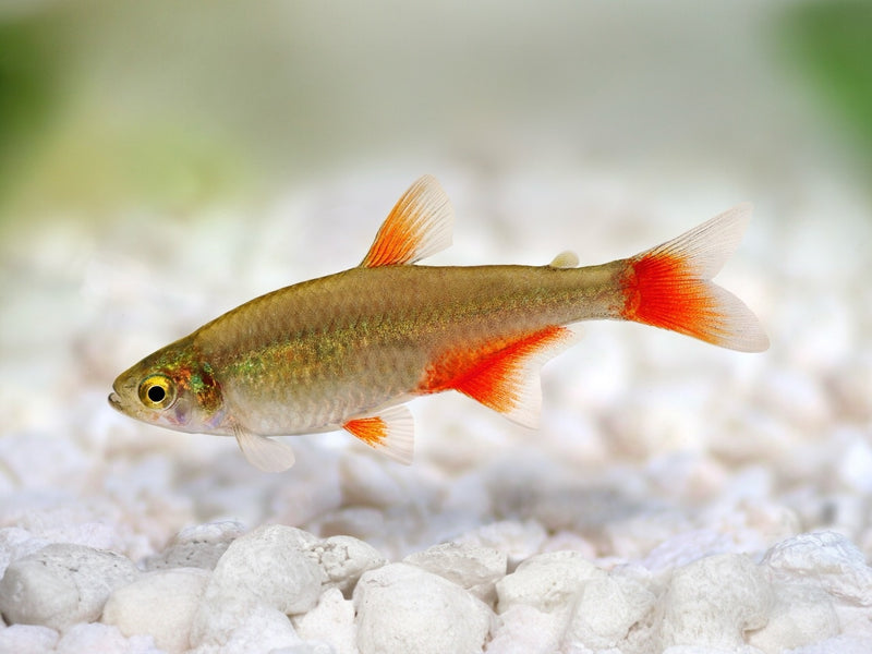 Rotflossensalmler - Aphyocharax anisitsi