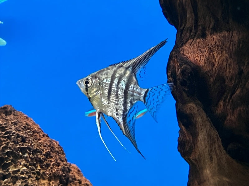 Skalar - Pterophyllum scalare "Zebra"