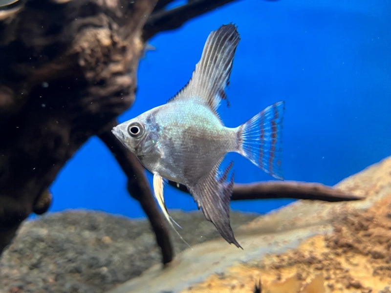 Skalar - Pterophyllum scalare "Blue Avatar"