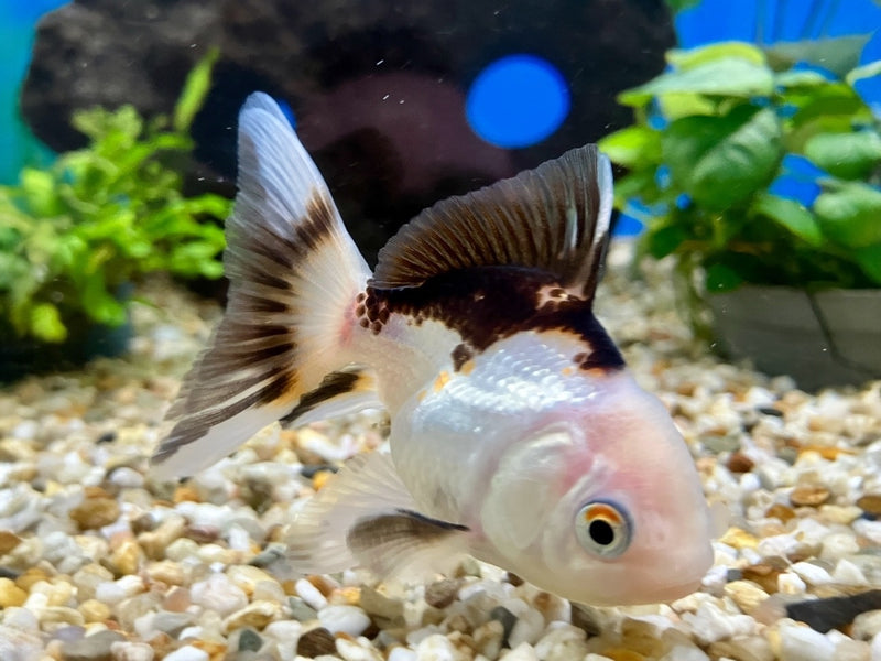 Löwenkopf "Schwarz/weiss" - Carassius auratus 8-10cm