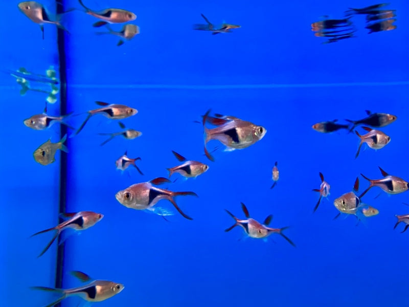 Keilfleckbärbling - Rasbora heteromorpha "Schleier"