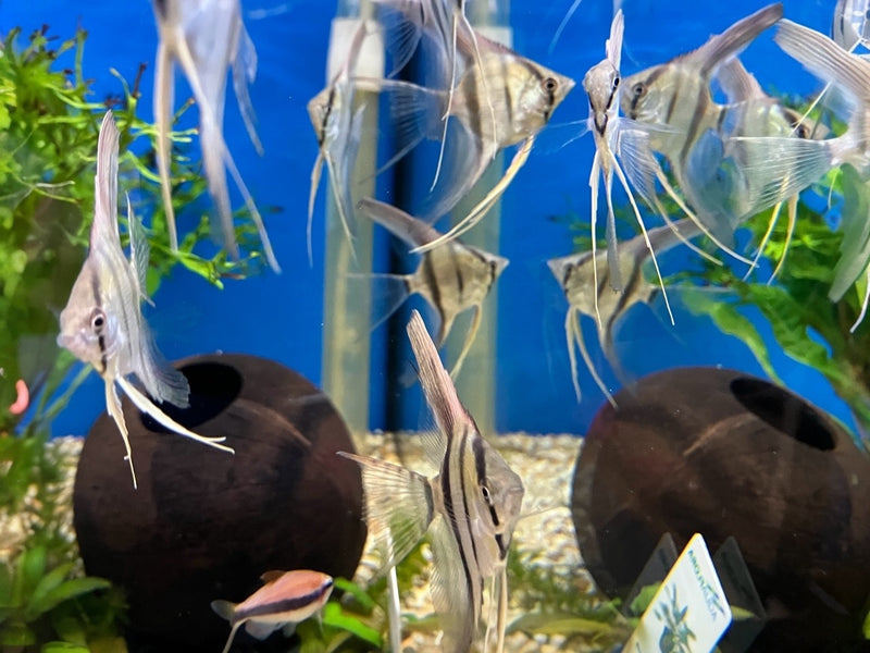 Skalar - Pterophyllum scalare "Amazonas Long Fin"