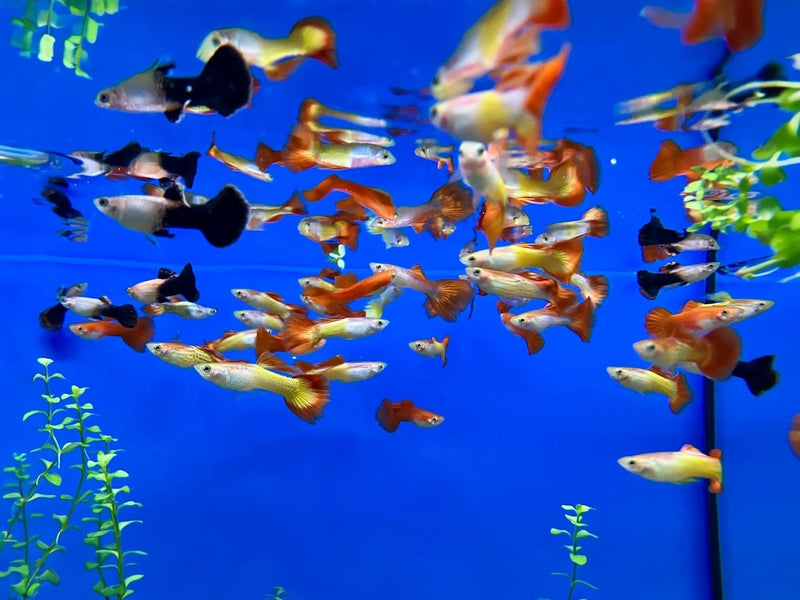 Guppy Männchen "gemischt XL"