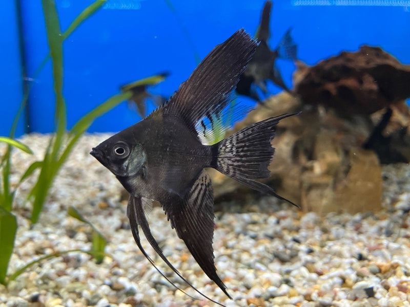 Skalar - Pterophyllum scalare "Schwarz Schleier"