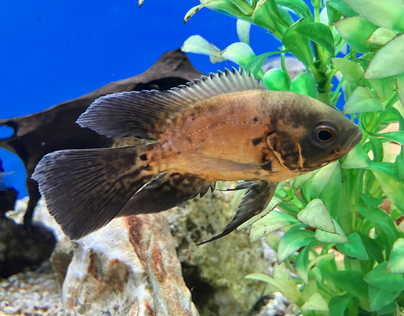 Pfauenaugen Buntbarsch - Astronotus ocellatus "Rot Schleier"