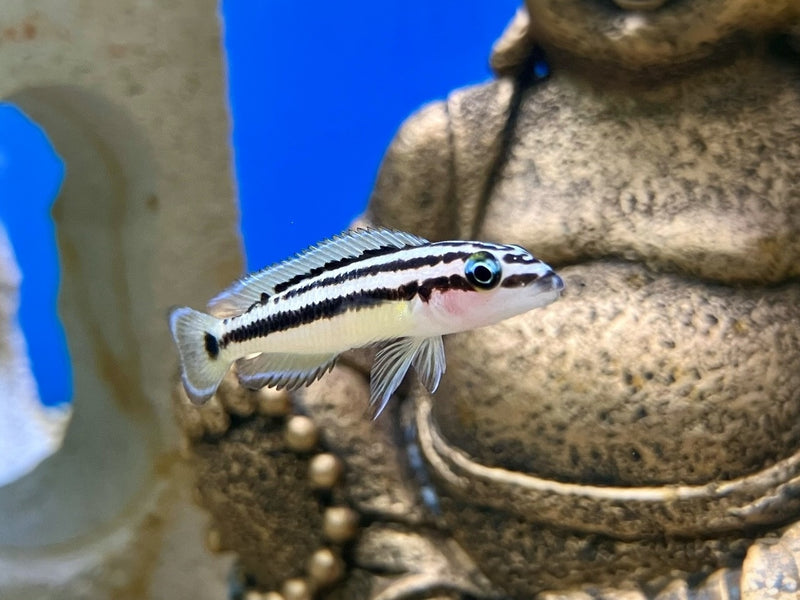 Gelber Schlankcichlide - Julidochromis ornatus