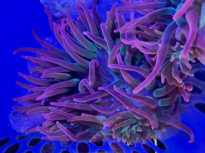 Kupferanemone "Sunburst" - Entacmaea quadricolor