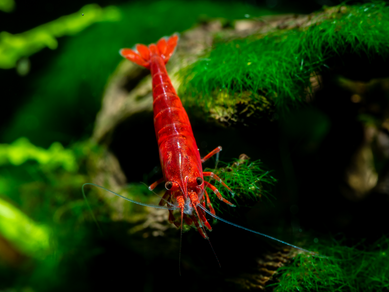 Zwerggarnele - Neocaridina davidi "Bloody Mary"
