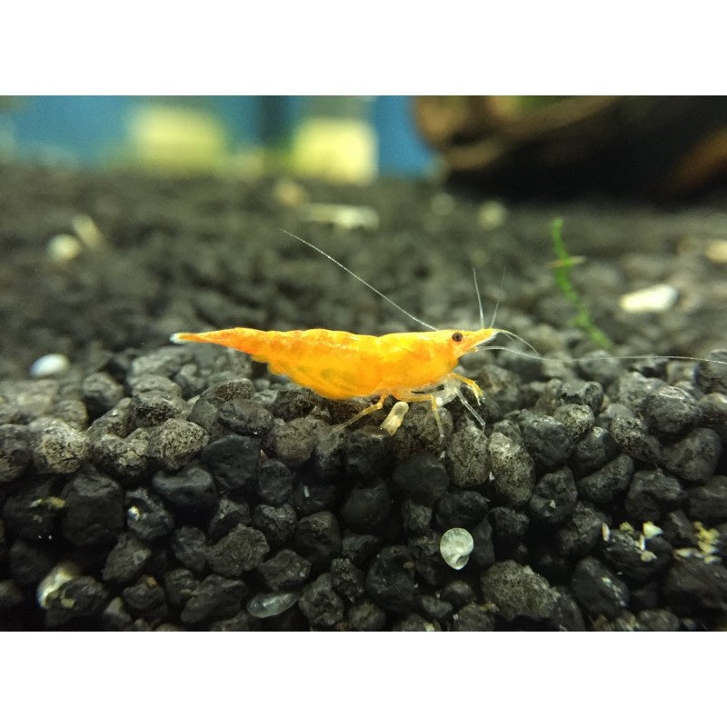 Zwerggarnele - Neocaridina davidi "Orange"