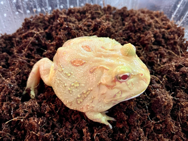 Schmuckhornfrosch - Ceratophrys cranwelli (Pacman-Frog) "Apricot"