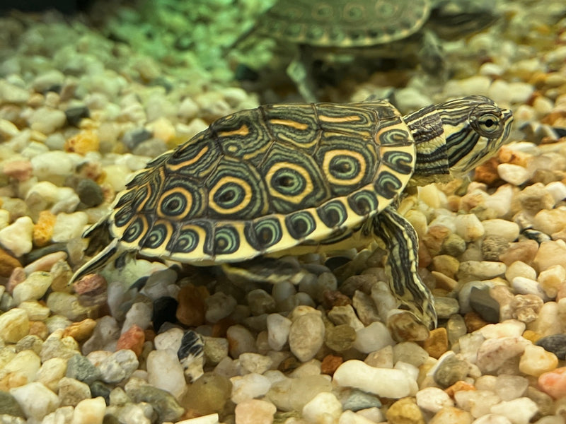 Karibische Schmuckschildkröte - Trachemys venusta