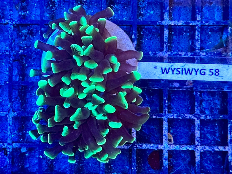 Hammerkoralle - Euphyllia paraancora