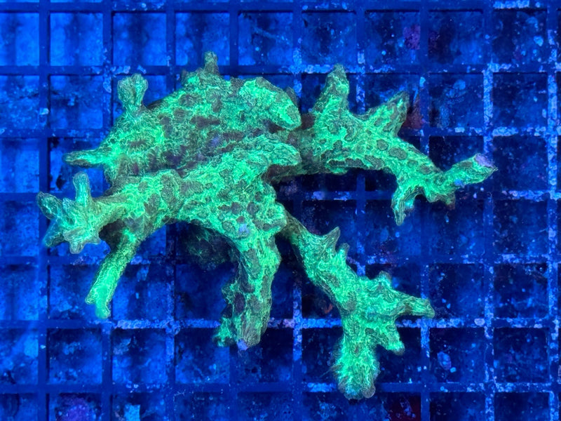 LPS Koralle - Hydnophora WYSIWYG