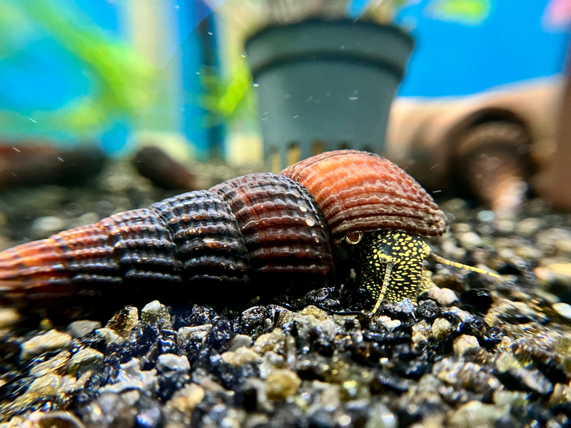 Goldpunkt Towutischnecke - Tylomelania towutensis