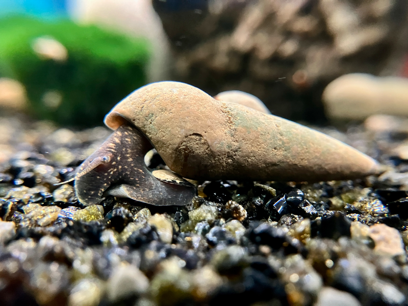 Donnerkeil Schnecke - Tylomelania towutensis