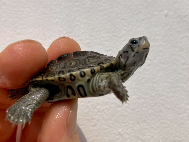 Diamantschildkröte - Malaclemys terrapin centrata "concentric" Originalfoto