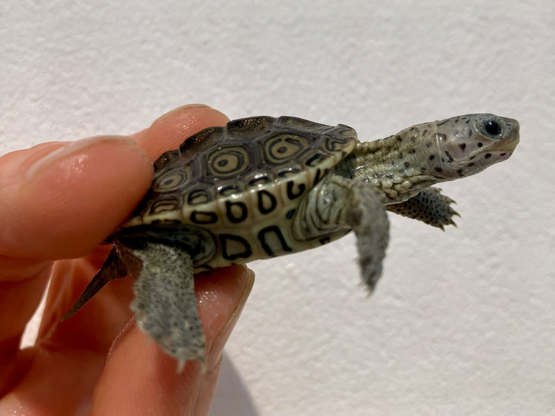 Diamantschildkröte - Malaclemys terrapin centrata "concentric" Originalfoto