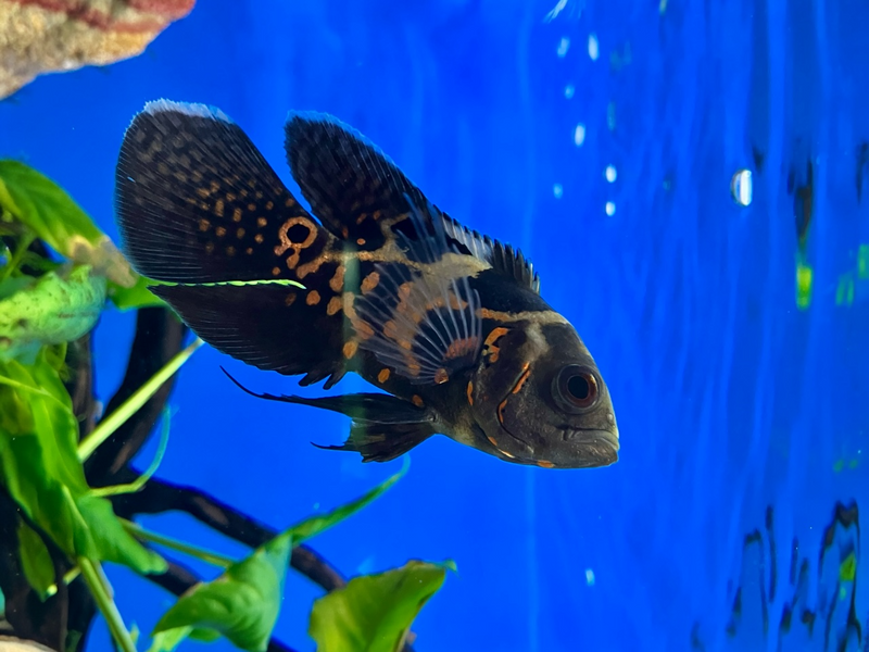 Pfauenaugen Buntbarsch - Astronotus ocellatus "Rot Tiger Schleier"