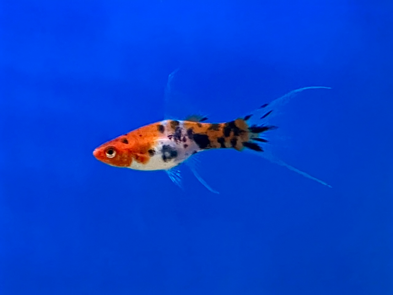 Schwertträger - Xiphophorus helleri "Koi Schleier“