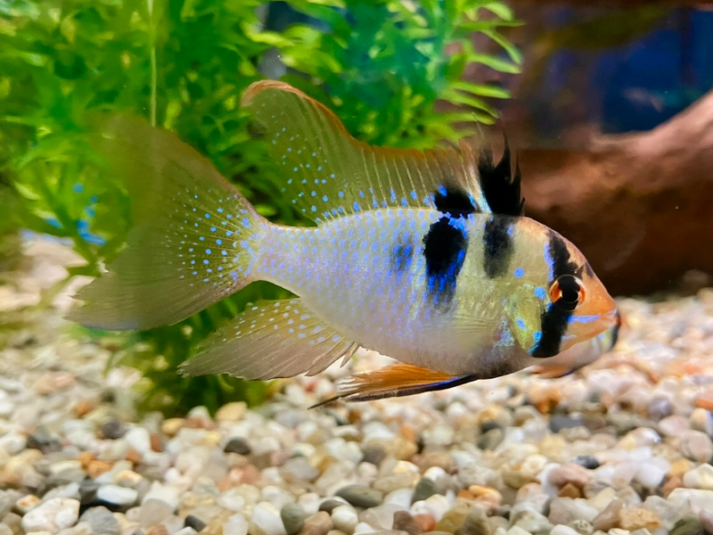 Südamerikanischer Schmetterlingsbuntbarsch - Mikrogeophagus ramirezi "Schleier"