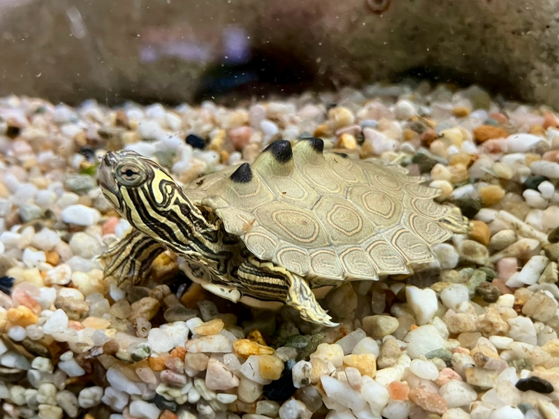 Schwarzknopf Höckerschildkröte - Graptemys nigrinoda CB25