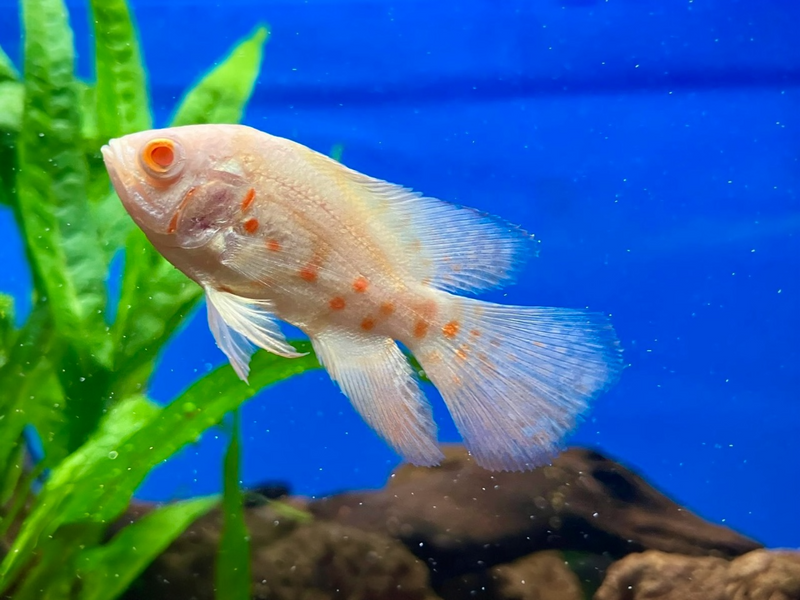 Pfauenaugen Buntbarsch - Astronotus ocellatus "Rot Tiger Albino Schleier"