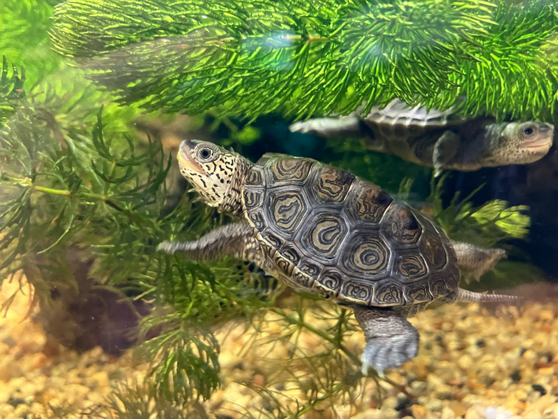 Diamantschildkröte - Malaclemys terrapin terrapin CB25