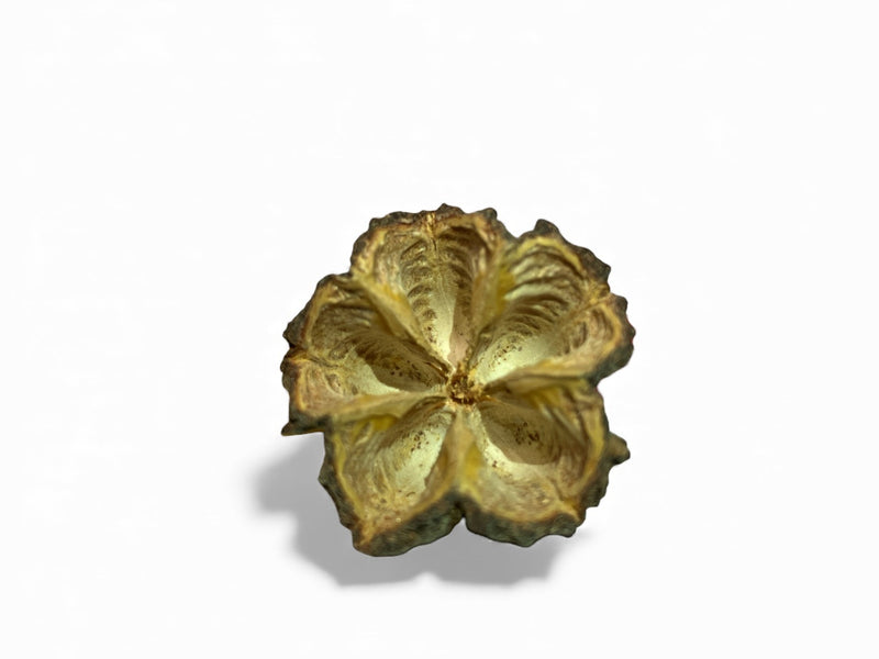 Mamoninha - Brasiliocroton mamoninha 3-5cm