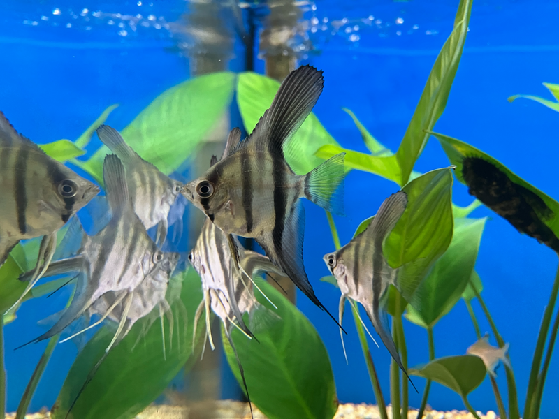 Skalar - Pterophyllum scalare "Red Dragon"