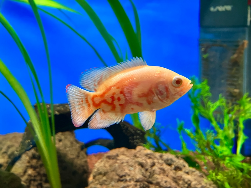 Pfauenaugen Buntbarsch - Astronotus ocellatus "Albino Super Red Tiger"
