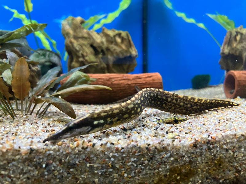Stachelaal Unicolor - Mastacembulus unicolor