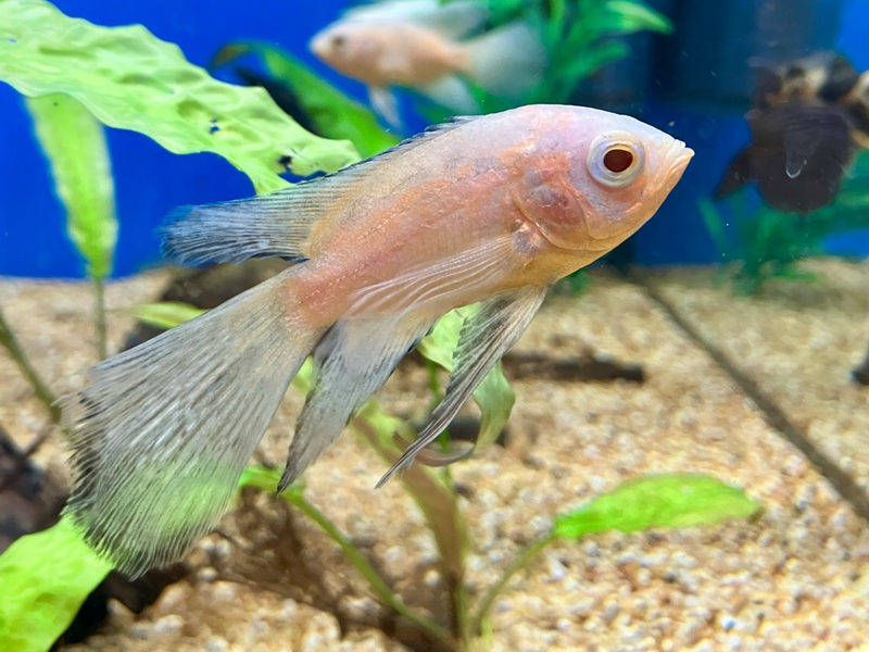Pfauenaugen Buntbarsch - Astronotus cellatus "Albino schleier"