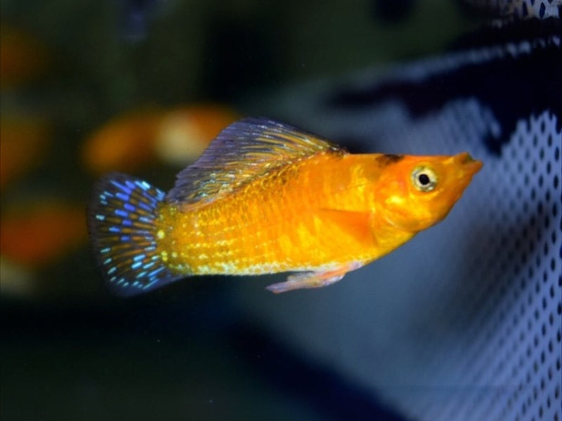 Segelkärpfling - Poecilia latipinna "Neon Orange"