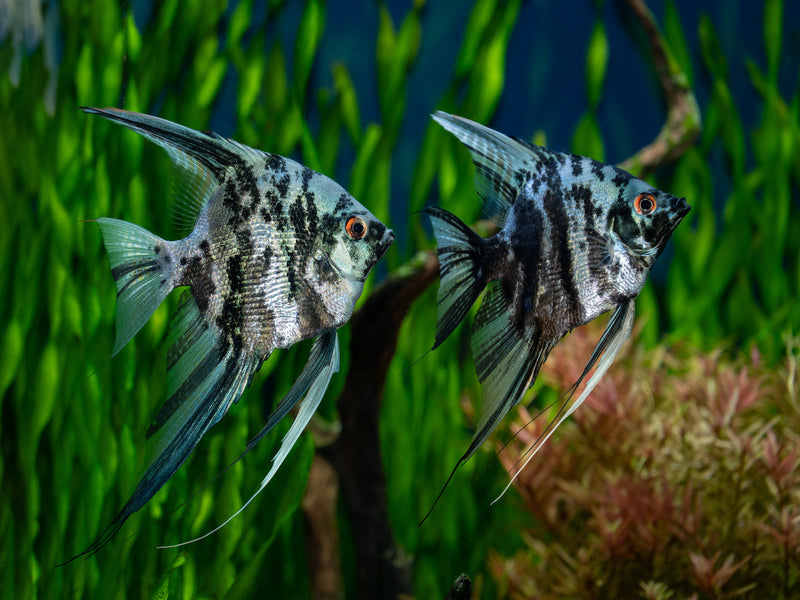 Skalar - Pterophyllum scalare "Blue Marble"