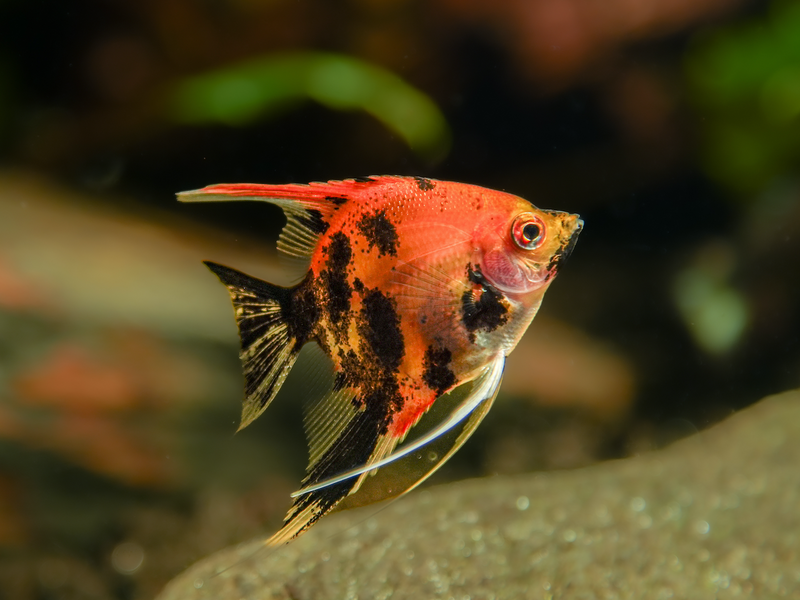 Skalar - Pterophyllum scalare "Red Devil"
