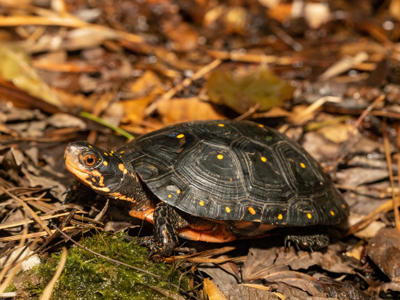 Tropfenschildkröte - Clemmys guttata