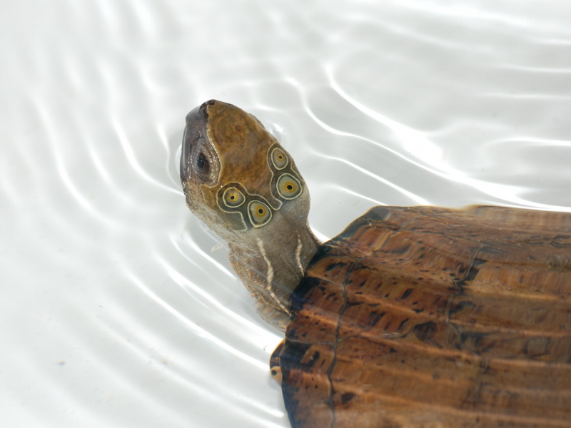 Vietnamesische Pfauenaugenschildkröte - Sacalia quadriocellata