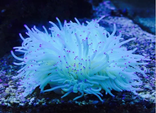 Anemonen