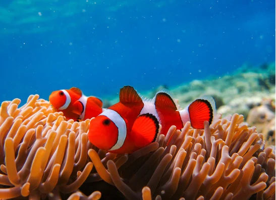 Anemonenfische
