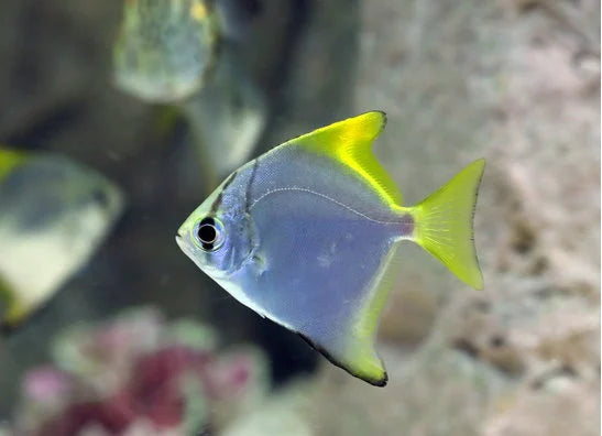 Brackwasserfische